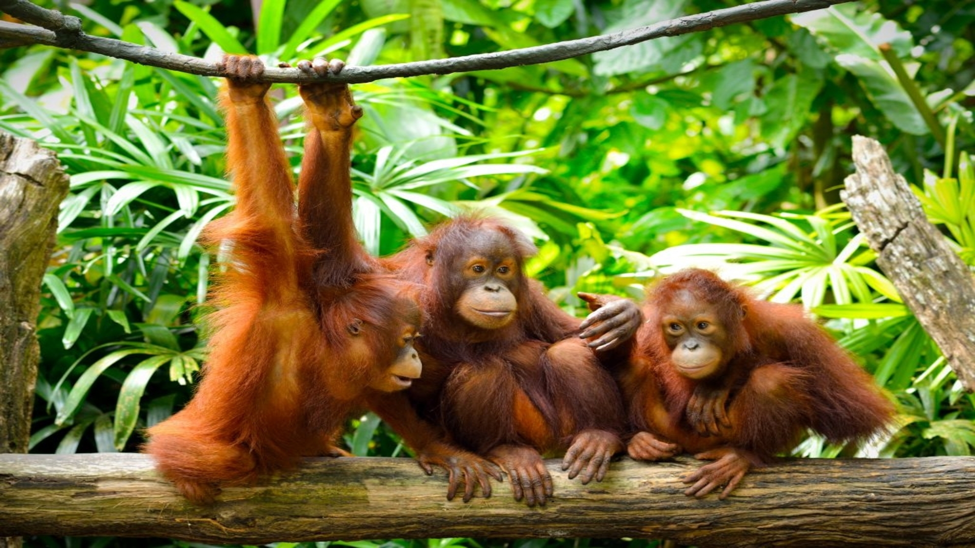 Kuala Lumpur in Borneo, potovanje