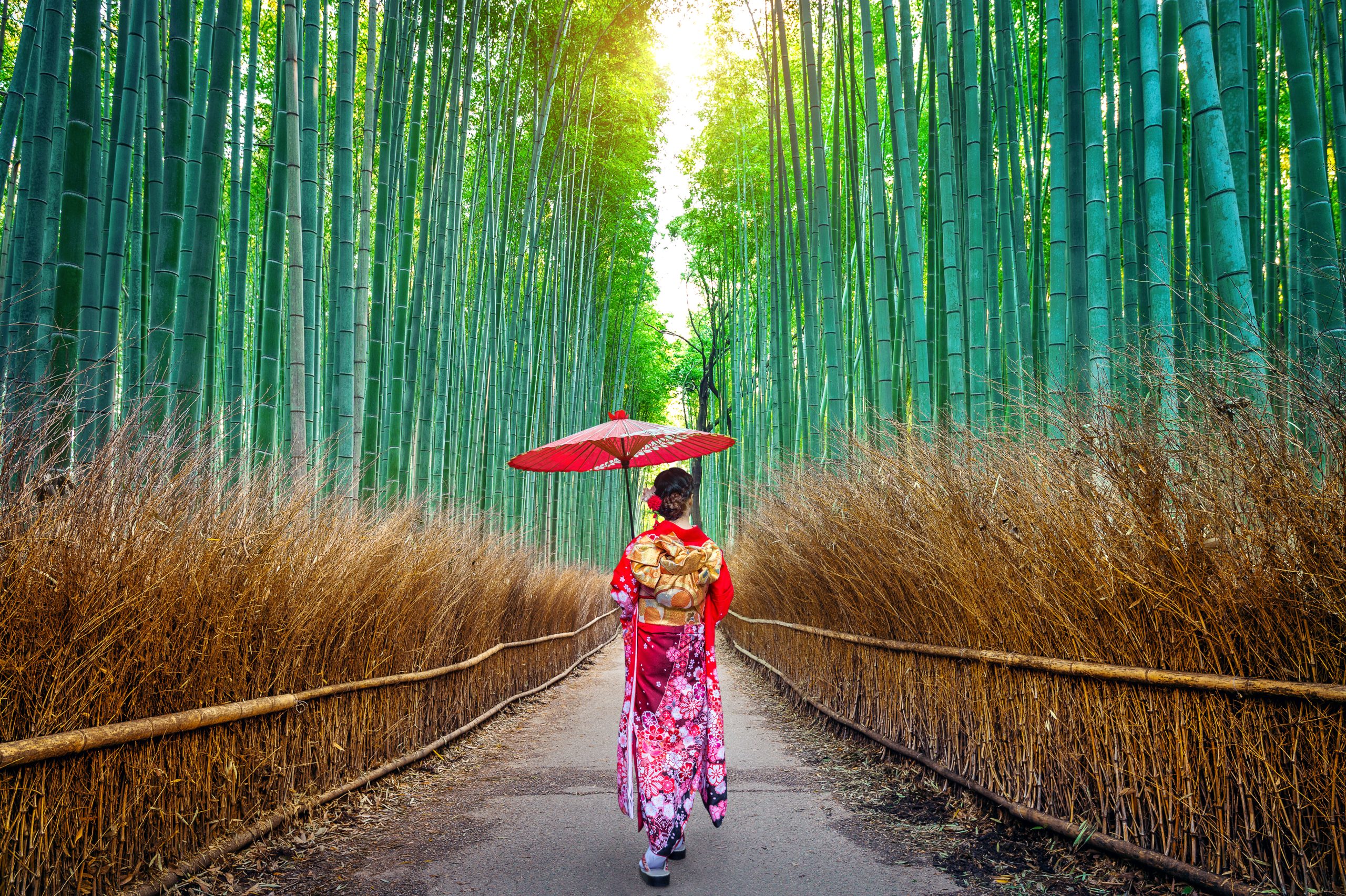 Bamboo Forest. Asian woman wearing japanese traditional kimono a